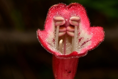 Penstemon isophyllus
