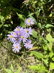 Symphyotrichum oolentangiense