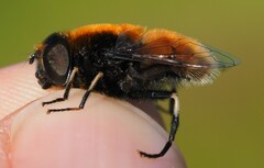 Eristalis intricaria