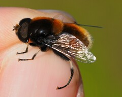 Eristalis intricaria