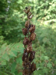 Aconitum lasiostomum