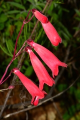 Penstemon isophyllus