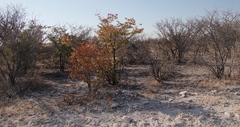 Colophospermum mopane image