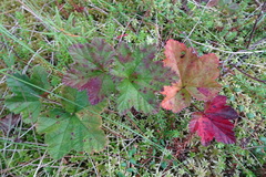 Rubus chamaemorus