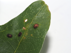 Neuroterus quercusverrucarum