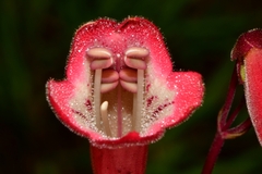 Penstemon isophyllus