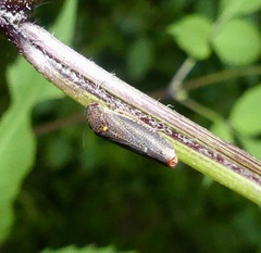 Paraulacizes irrorata
