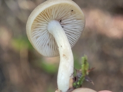 Entoloma strictius