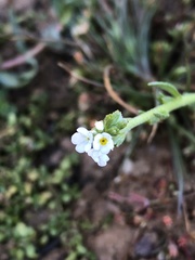 Plagiobothrys stipitatus micranthus