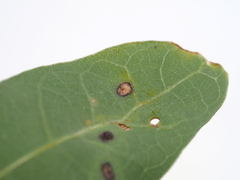 Neuroterus quercusverrucarum