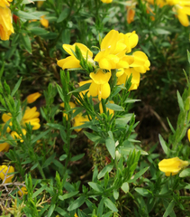 Genista hispanica
