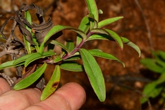 Penstemon isophyllus