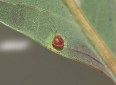 Neuroterus tantulus