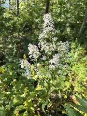Symphyotrichum urophyllum