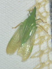 Rhynchomitra