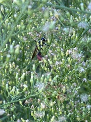 Sphex habenus