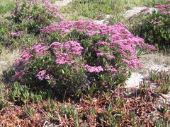 Limonium peregrinum