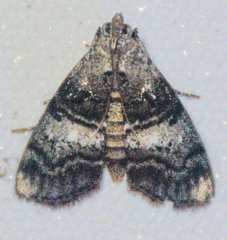 Pococera asperatella