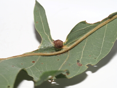 Andricus quercusutriculus