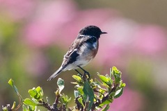 Saxicola torquatus
