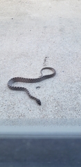 Pantherophis emoryi