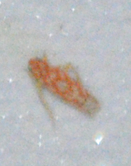 Erythroneura rubra