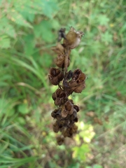 Aconitum lasiostomum