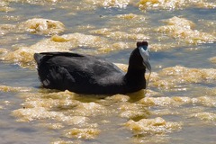 Fulica cristata