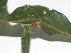 Andricus quercusutriculus