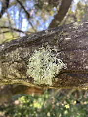 Lecanoromycetes