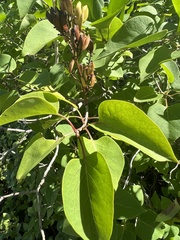 Syringa vulgaris