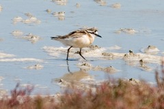 Charadrius pecuarius