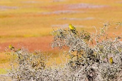 Crithagra flaviventris