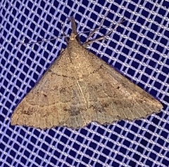 Renia flavipunctalis