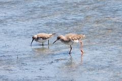 Calidris ferruginea