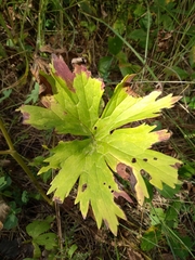 Aconitum lasiostomum