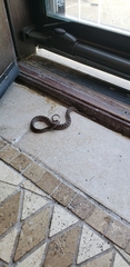 Pantherophis emoryi