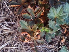 Phragmidium potentillae