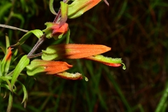 Castilleja integrifolia longibracteata