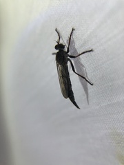 Neomochtherus willistoni