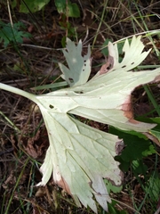 Aconitum lasiostomum