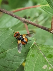Gymnosoma rotundatum