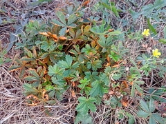 Phragmidium potentillae