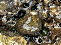 Phorcus turbinatus
