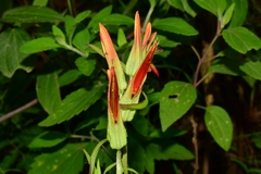 Castilleja integrifolia longibracteata