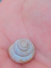 Caucasotachea vindobonensis