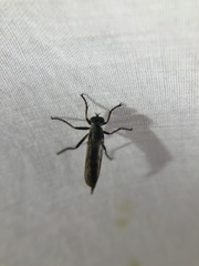 Neomochtherus willistoni