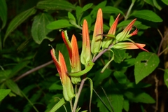 Castilleja integrifolia longibracteata