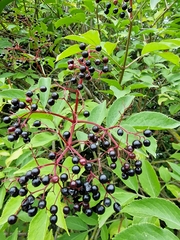 Sambucus nigra