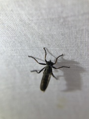 Neomochtherus willistoni